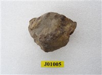 藏品(生痕化石)的圖片